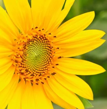 Sunflower Stock Photos
