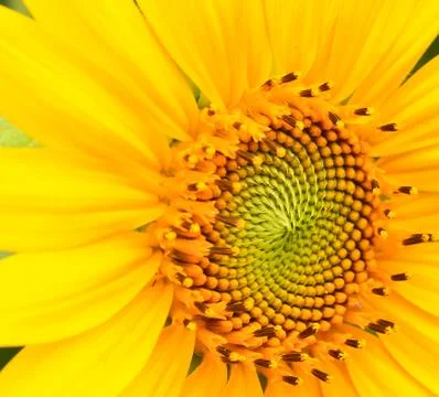 Sunflower Stock Photos