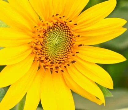 Sunflower Stock Photos