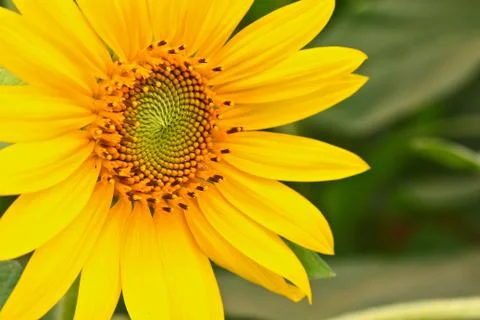 Sunflower Stock Photos