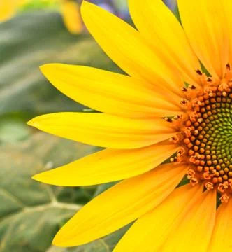 Sunflower Stock Photos