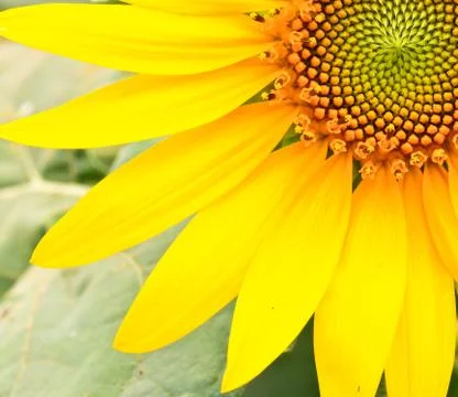 Sunflower Stock Photos
