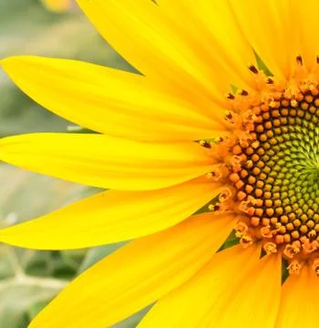 Sunflower Stock Photos