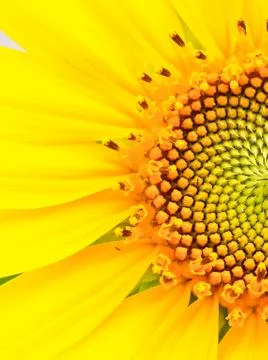 Sunflower Stock Photos