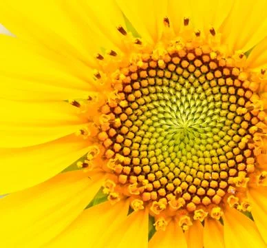 Sunflower Foto stock