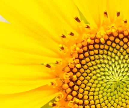 Sunflower Stock Photos