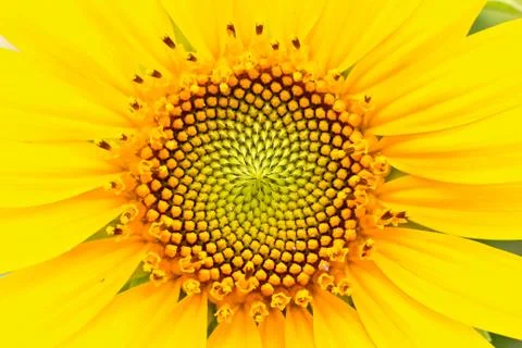 Sunflower Stock-Fotos