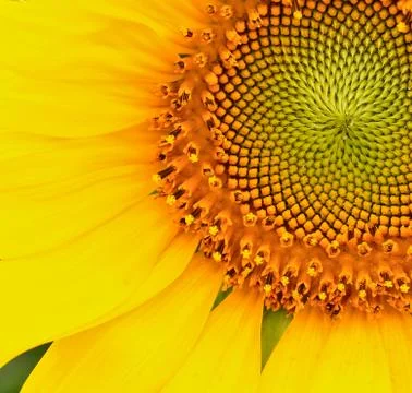 Sunflower Stock Photos