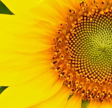 Sunflower Stock Photos