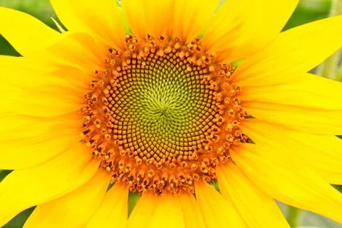 Sunflower Stock Photos