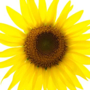 Sunflower Stock Photos