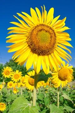Sunflower Stock Photos