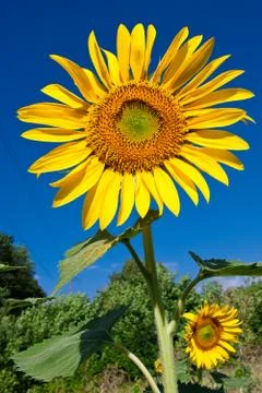 Sunflower Stock Photos