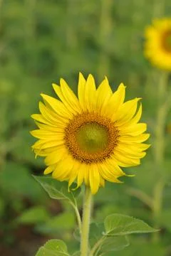 Sunflower Foto stock