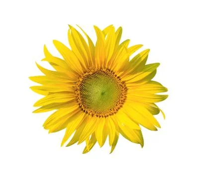 Sunflower Stock Photos