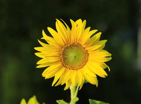 Sunflower Stock Photos