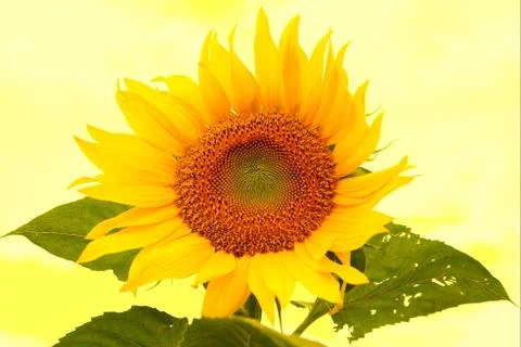 Sunflower Stock Photos