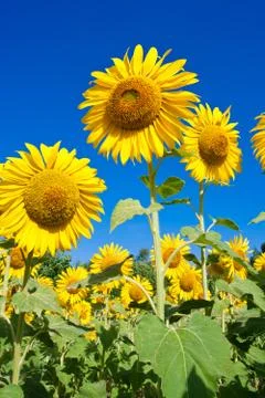 Sunflower Stock Photos
