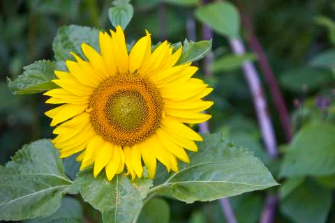 Sunflower Stock Photos