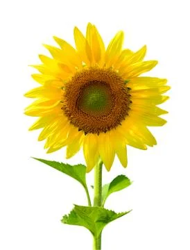 Sunflower Stock Photos