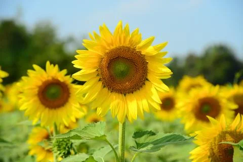 Sunflower Stock-Fotos