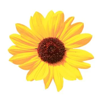 Sunflower. Foto stock