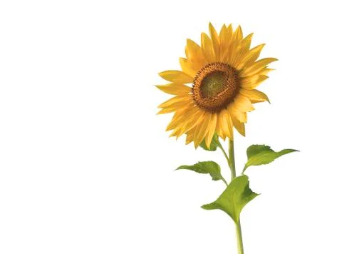 Sunflower Stock Photos