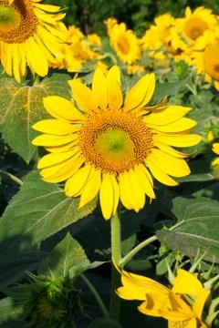 Sunflower Stock Photos