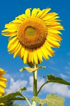 Sunflower Stock Photos