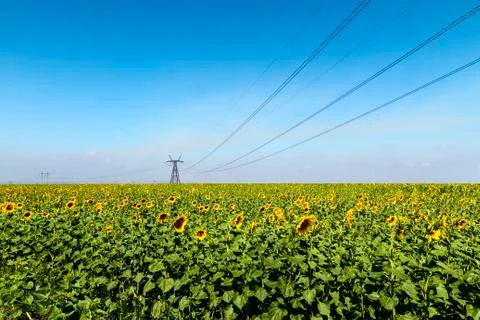 Sunflower Stock Photos