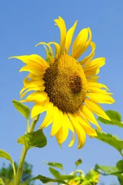 Sunflower Stock Photos