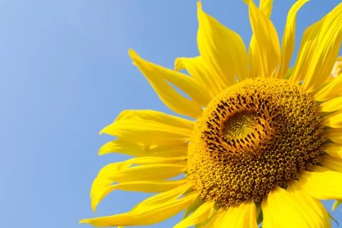 Sunflower Stock Photos