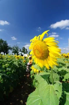 Sunflower Stock Photos