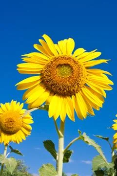 Sunflower Stock Photos