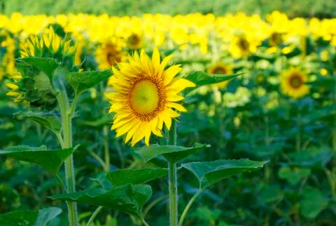 Sunflower Stock Photos