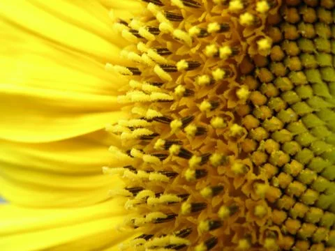 Sunflower 스톡 사진
