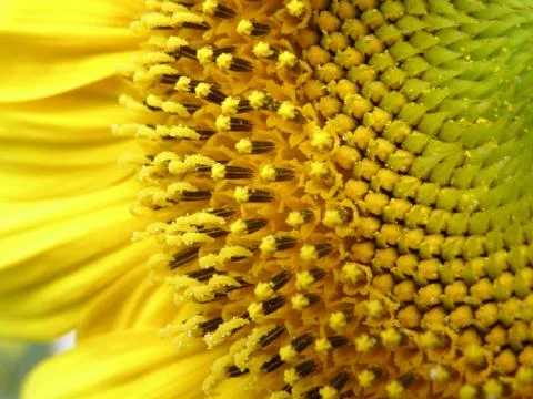 Sunflower 스톡 사진