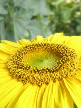 Sunflower 스톡 사진