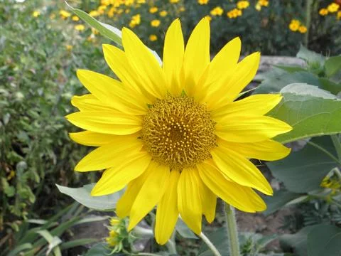 Sunflower 스톡 사진