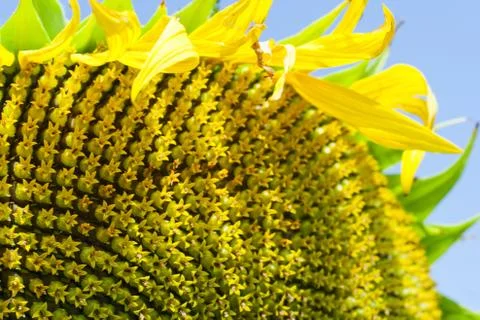 Sunflower Foto stock