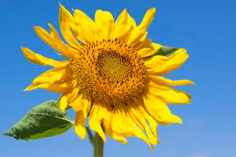 Sunflower Foto stock