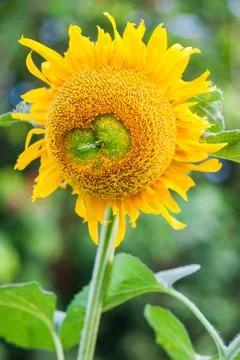 Sunflower Stock Photos