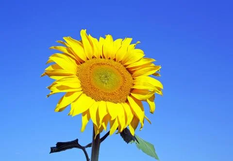 Sunflower Stock Photos