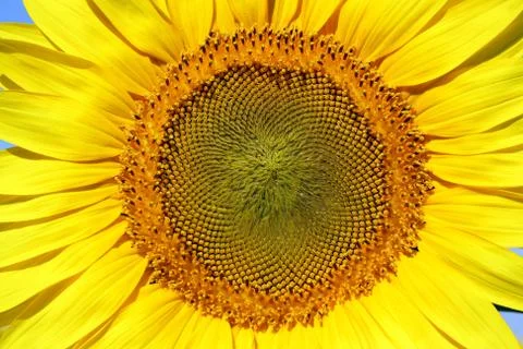 Sunflower Stock Photos