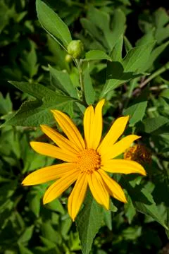 Sunflower Stock Photos