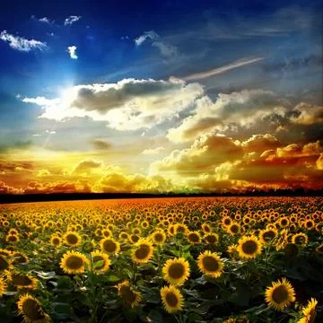 Sunflower Stock Photos