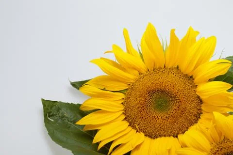 Sunflower Stock Photos