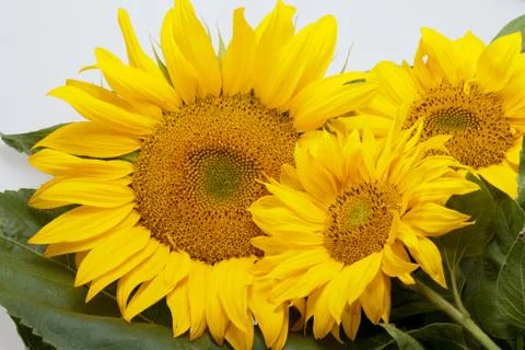 Sunflower Stock Photos