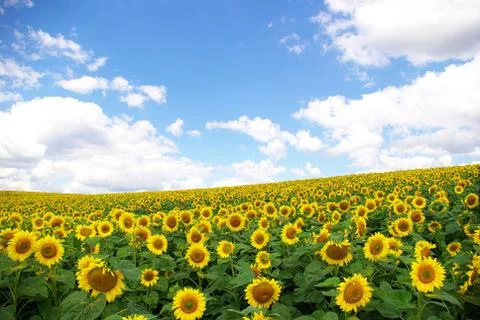 Sunflower Stock Photos