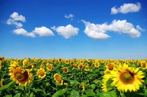 Sunflower Stock Photos